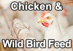 Chicken and Wild Bird Feed