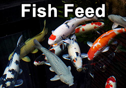 Fish Feeds