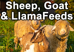 Sheep, Goat & Llama Feeds